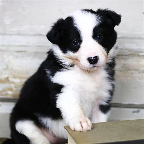 AKC CORGI PUPPY. . Border collie puppies for sale near me craigslist